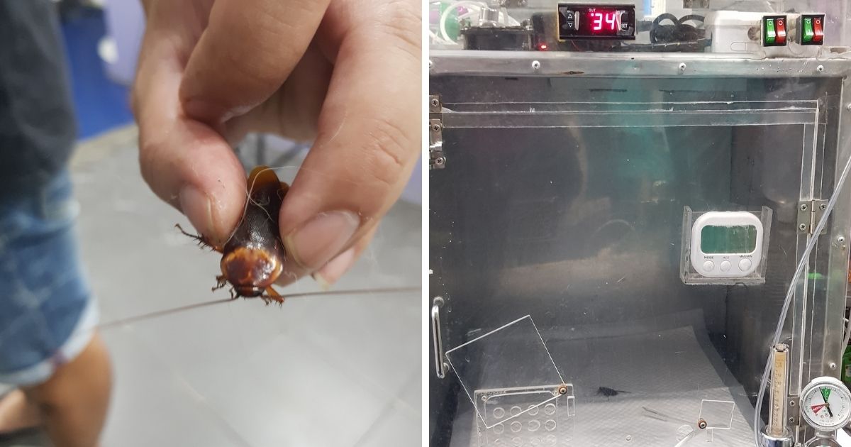 ▲一位泰國獸醫近期因為試圖拯救一隻在街上被踩到的蟑螂受到網友大大誇讚。(圖/擷取自ธนู ลิมปพัฒนวณิชย์/臉書)