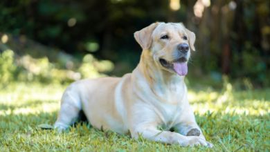 ▲拉布拉多犬。（示意圖／shutterstock）