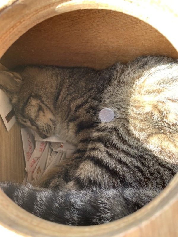 ▲竟然是一隻虎斑貓在籤盒裡呼呼大睡，身上還被人放了一元日幣！（圖／twitter