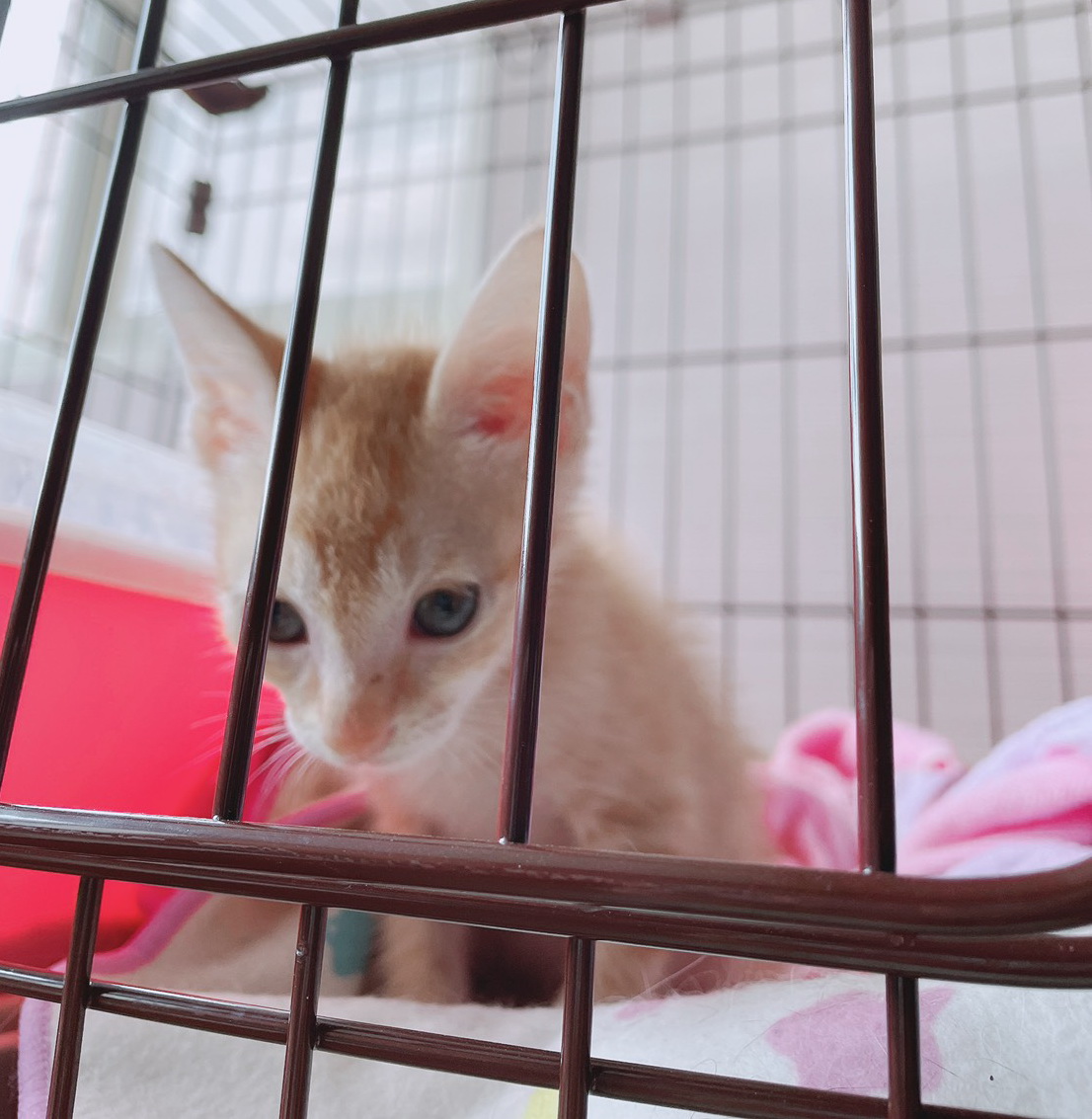 ▲「柑仔」是隻很萌的貓咪。（圖／新北市政府動保處提供）