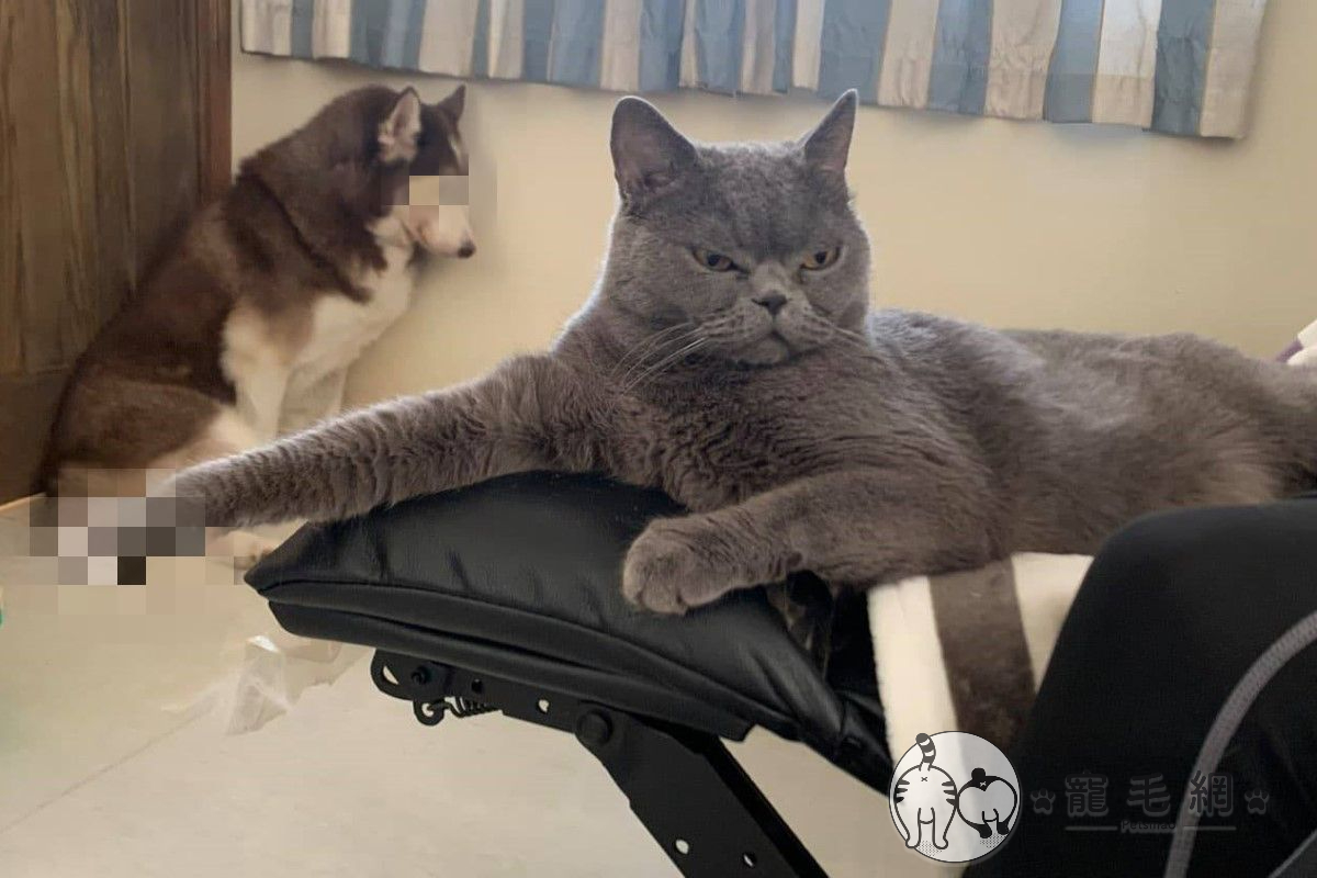 ▲哈士奇求貓陪玩遭拒，竟然被拔毛，而貓咪與狗狗的表情形成強烈對比！（圖／網友Rex Yip授權提供）