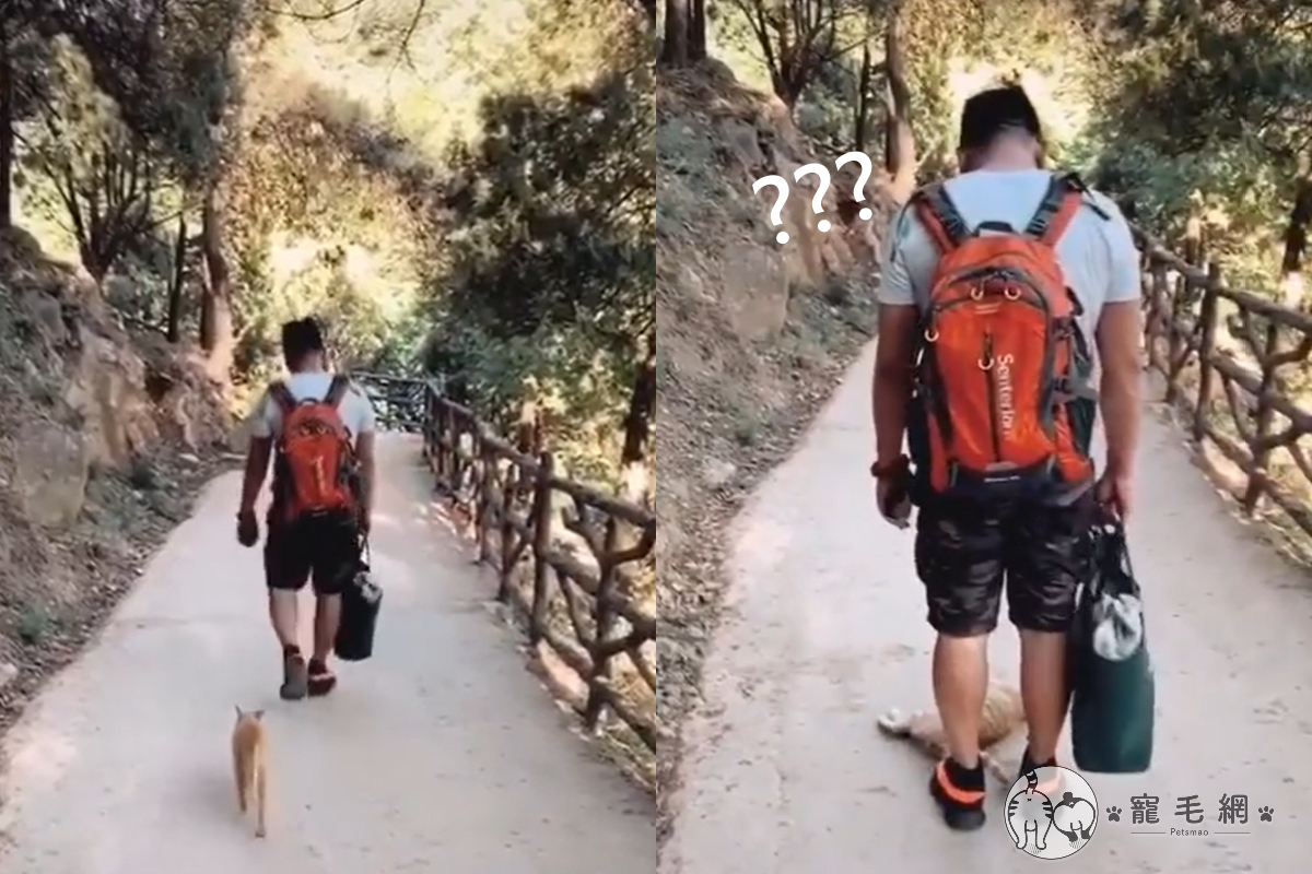▲網友爬山遇到貓咪碰瓷，一路狂跟外還假裝被撞倒三次！（圖／網友靜格格授權提供） 