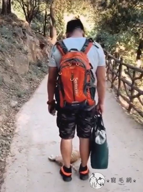 ▲橘色浪貓突然倒在男子面前。(圖/網友靜格格授權提供)
