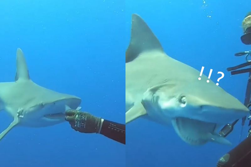 ▲鯊魚竟讓肉塊從嘴巴流走兩次！（圖／Instagram@ jschellenbergphoto） 