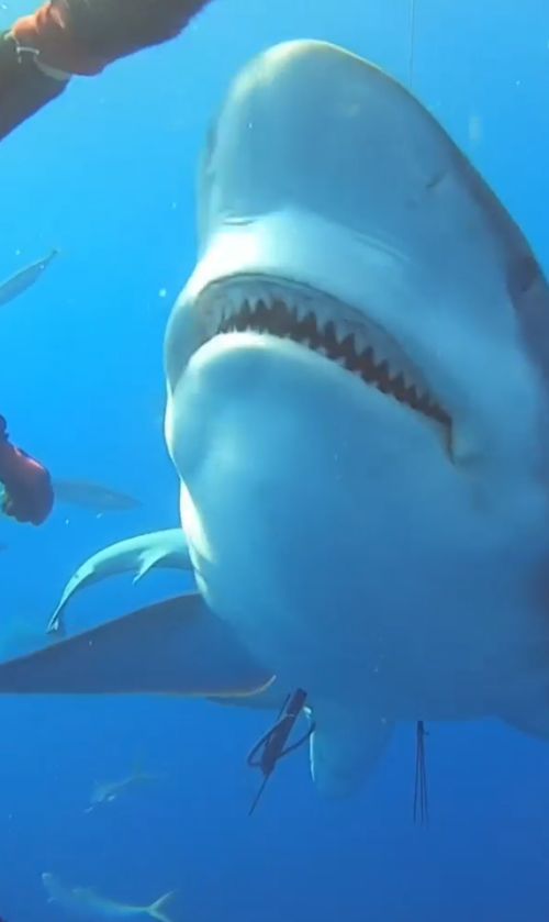 ▲鯊魚模樣兇猛，尖銳的牙齒讓人不寒而慄！（圖／Instagram@