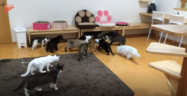 ▲店貓們究竟在看什麼呢?(影/美聯社