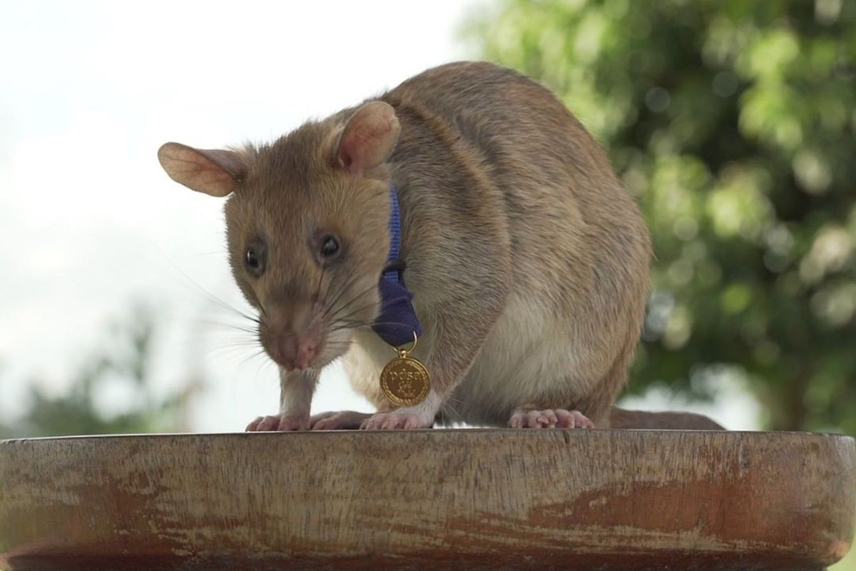 ▲在柬埔寨執行嗅出地雷和未爆彈任務的非洲巨鼠馬加瓦（Magawa）在服役5年後，即將退休。（圖／翻攝自臉書）
