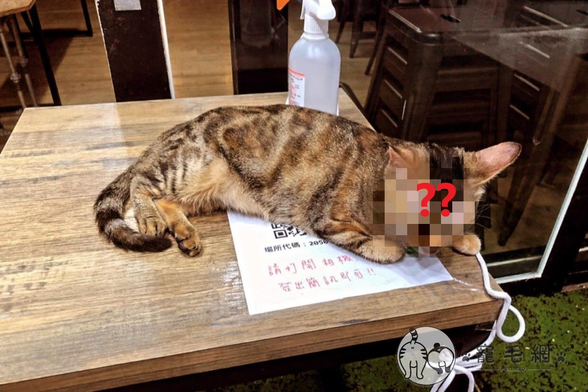 ▲網友李先生日前到餐廳買晚餐，卻遭遇店貓不給掃QRcode，讓他忍不住大嘆這是「防疫破口」！（圖／網友李榮哲授權提供）
