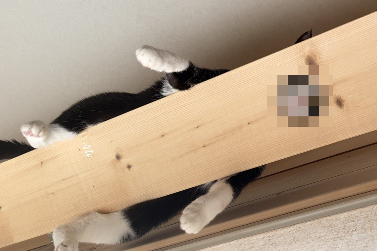 ▲賓士貓爬上橫桿，將頭擺在木片上的孔中偷看。（圖／Twitter@ nekohinoki） 