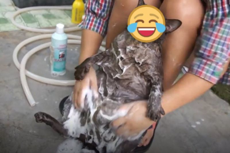 ▲泰國一隻黑貓竟然乖乖洗澡，任由奴才對牠「上搓下洗」！（圖／美聯社 AP／Jukin Media 授權）