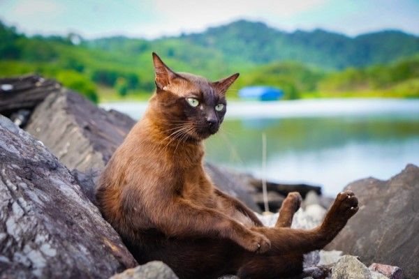 ▲臉書粉專@จอนนี่แมวศุภลักษณ์的主人翁是一隻有點「份量」的黑貓，牠偶爾四處趴趴走，欣賞自然美景。（圖／FB