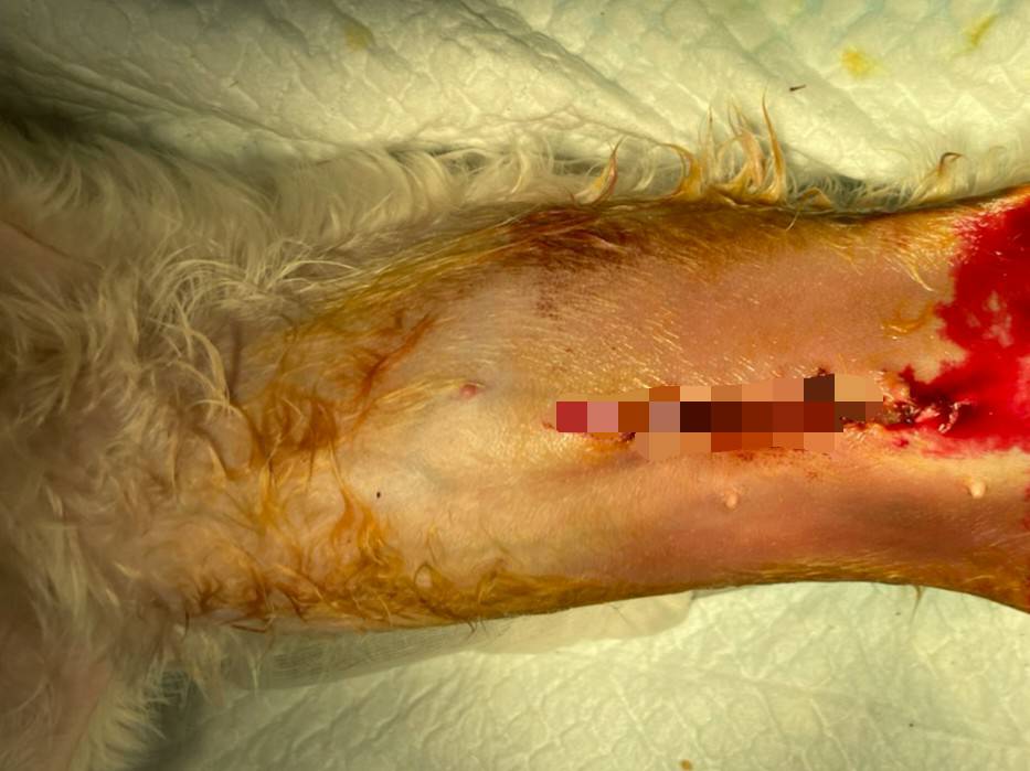 ▲高雄有飼主帶愛犬到獸醫院結紮，獸醫師卻切錯器官，害狗狗因此喪命。（圖／高雄市動保處提供）