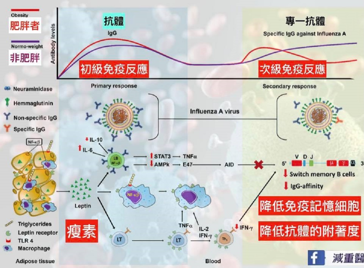 ▲減重醫師蕭捷健表示，減重也是防疫很重要的一部分，體重過重的人會導致身體慢性發炎，因此他建議，BMI超過30也應納入優先打疫苗的對象。（圖／翻攝自蕭捷健臉書）