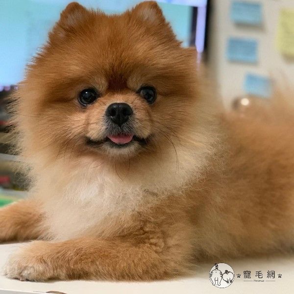 ▲蔡菜是討喜嬌小的博美犬。（圖／Instagram@