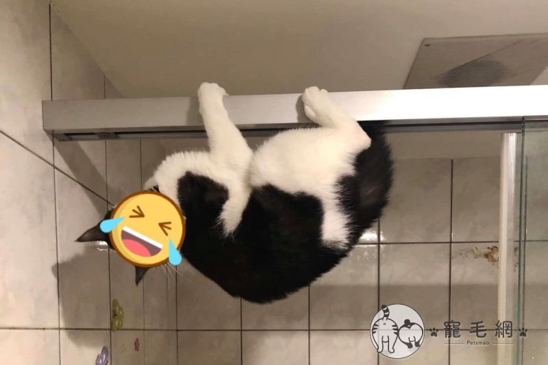 進浴室驚見賓士貓倒吊拉門　媽嘆：牠志願是當「蝙蝠俠」
