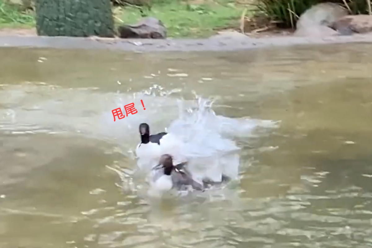 ▲飼育員帶食物來，秋沙鴨見狀高速甩尾抵達現場！（圖／Facebook@ Smithsonian’s National Zoo and Conservation Biology Institute）