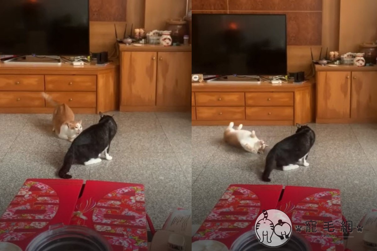 ▲橘白貓為了想吸引賓士貓注意，竟然圍繞著牠轉圈翻滾！（圖／網友Yvonne Liu授權提供）