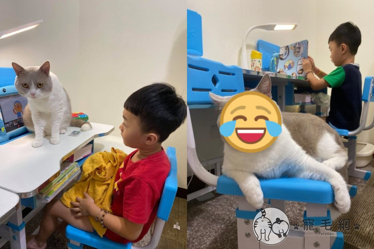 ▲網友陳小姐的兒子在家遠距上課，老師點名卻先喊貓咪的名字！（圖／網友陳瑋婕授權提供）