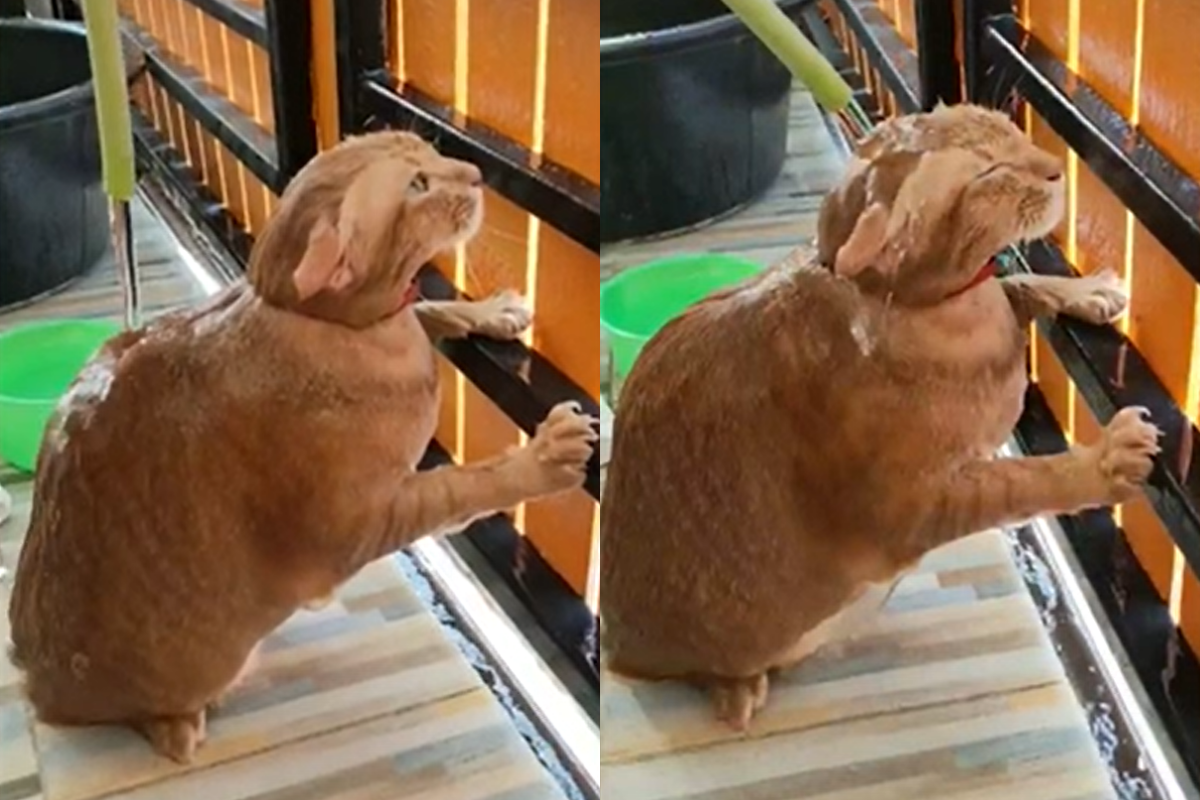 ▲泰國正值炎熱天氣，一名主人突發奇想幫貓沖水降暑氣。（影／美聯社AP+ Newsflare）