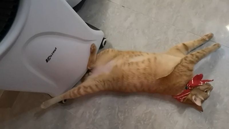 ▲這隻泰國貓「Toongtong」躺在冰涼地板上企圖消暑。（影／美聯社AP+ Newsflare）