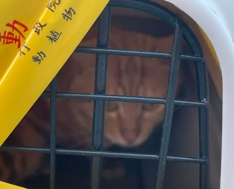 ▲海巡署南部分署第11岸巡隊查獲漁船走私活體動物美國短毛貓。(圖／記者黃守作攝，2021.06.11)
