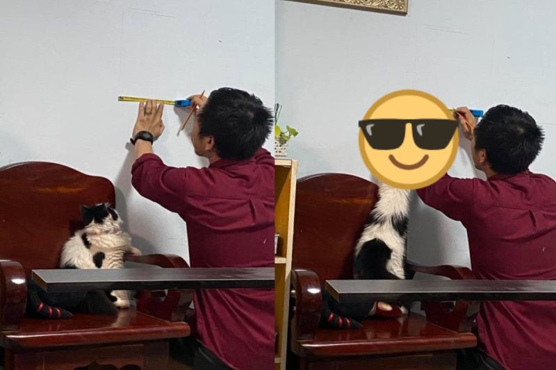 ▲泰國一隻黑白貓日前化身小幫手替男子丈量做記號！（圖／FB @Pattaramon Pum）