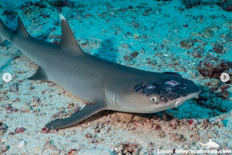 ▲海洋生物學家正在馬來西亞調查白頂礁鯊（whitetip reef shark）罹患皮膚病之謎，初步報告顯示，禍首可能是海洋升溫。（圖／翻攝自Jason Isley Instagram/Scubazoo）