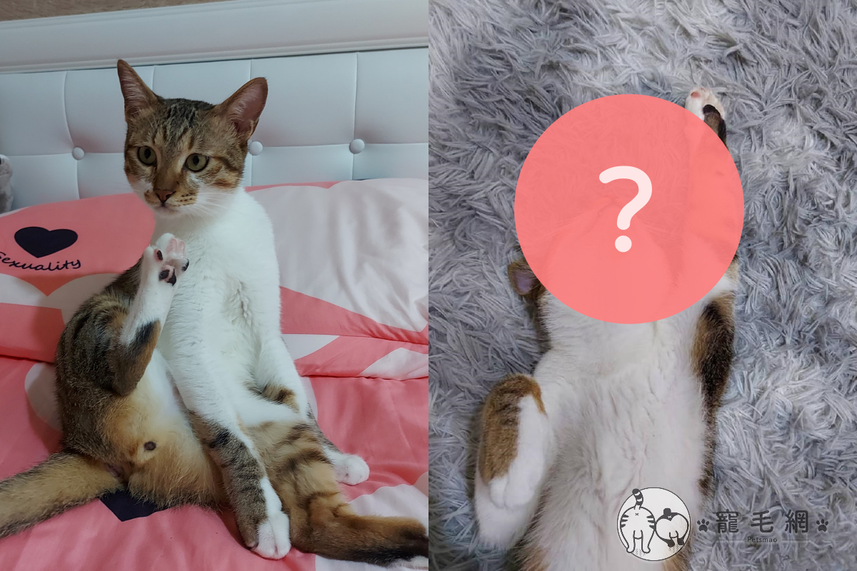 ▲貓咪夢到自己是英雄，睡夢中高舉手手擺出超人飛的睡姿。（圖／網友Jun Li授權提供） 