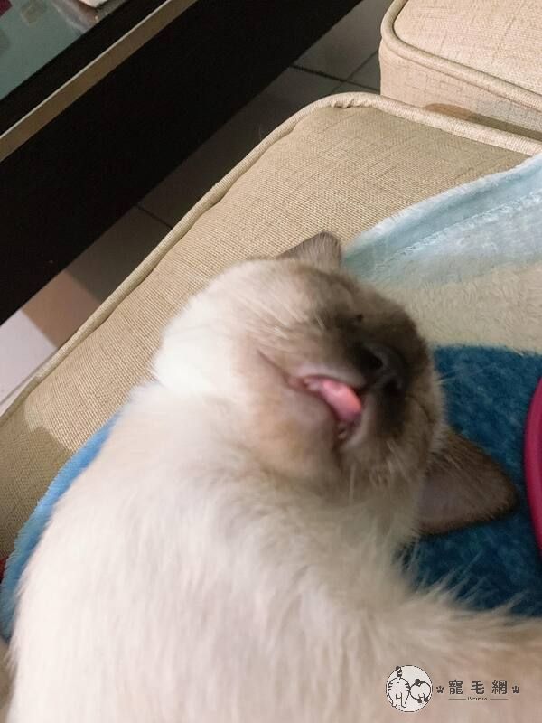 ▲不醒喵事的睡相!(圖/IG