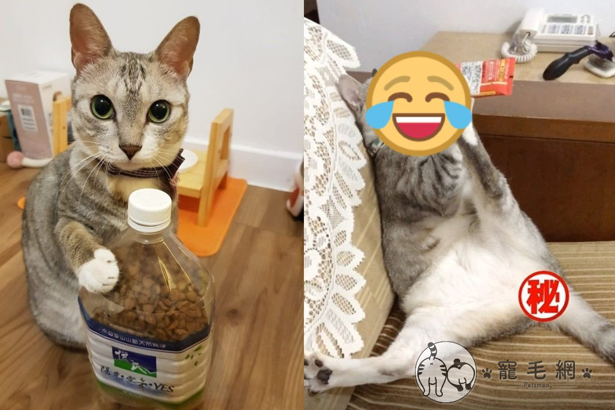 ▲貓咪「Nico小朋友」日前竟然自己拿起肉泥狂嗑！（圖／粉專Nico小朋友授權提供）