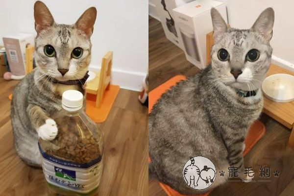 ▲Nico是一隻長相可愛的貓咪，卻有著驚人的食量，牠會手搖飼料罐討食，總是在吃完後又一副沒吃過一樣！（圖／粉專Nico小朋友授權提供）