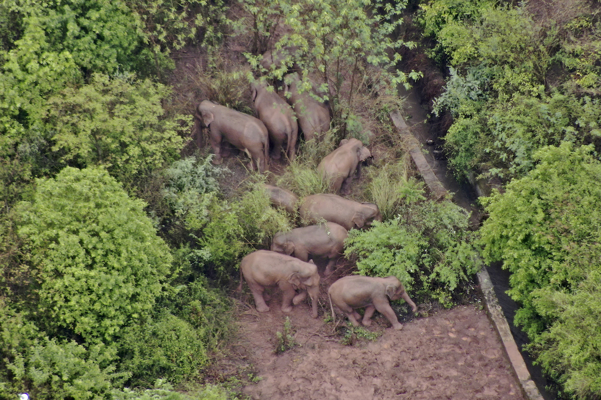 ▲中國雲南西雙版納的野生亞洲象群集體北遷，引起國際媒體關注。（圖／美聯社／達志影像）