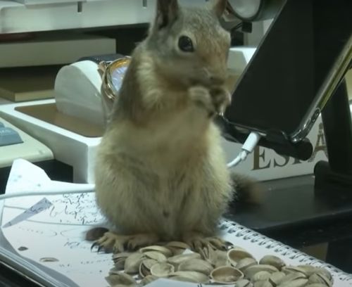 ▲這是珠寶店老闆家的小松鼠。（圖／Youtube＠