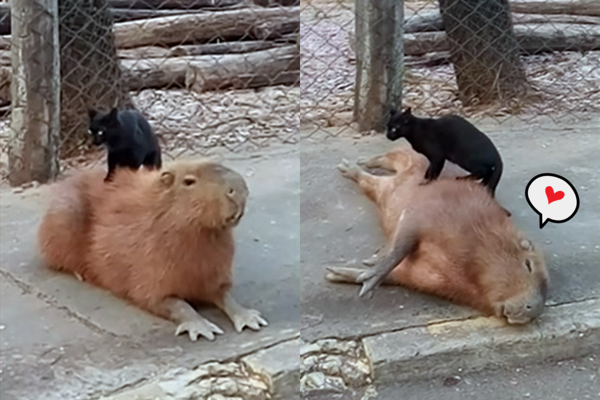 ▲巴西的女學生直擊到水豚與黑貓的可愛互動。（影／美聯社 AP+Jukin Media授權）