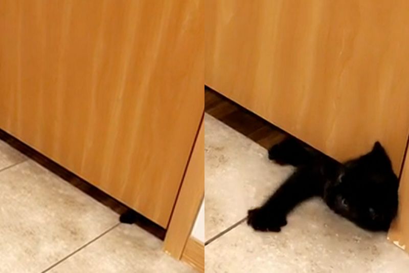 ▲奴才上廁所時，看到門縫下鑽出一隻小黑貓！（圖／AP＋Newsflare授權提供） 
