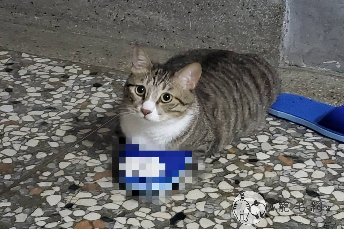 ▲網友家的貓咪日前竟然自己「穿拖鞋」！（圖／IG@potato._.lin授權提供）