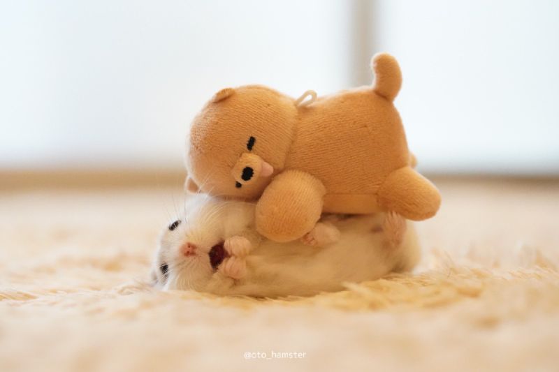 鼠寶被熊娃娃飛撲！「定格張嘴」超可愛　網：想當桌布！
