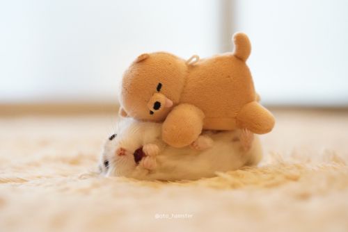 ▲鼠寶：熊熊怎麼那麼愛我？還睡我身上！（圖／Twitter＠ oto_hamster） 