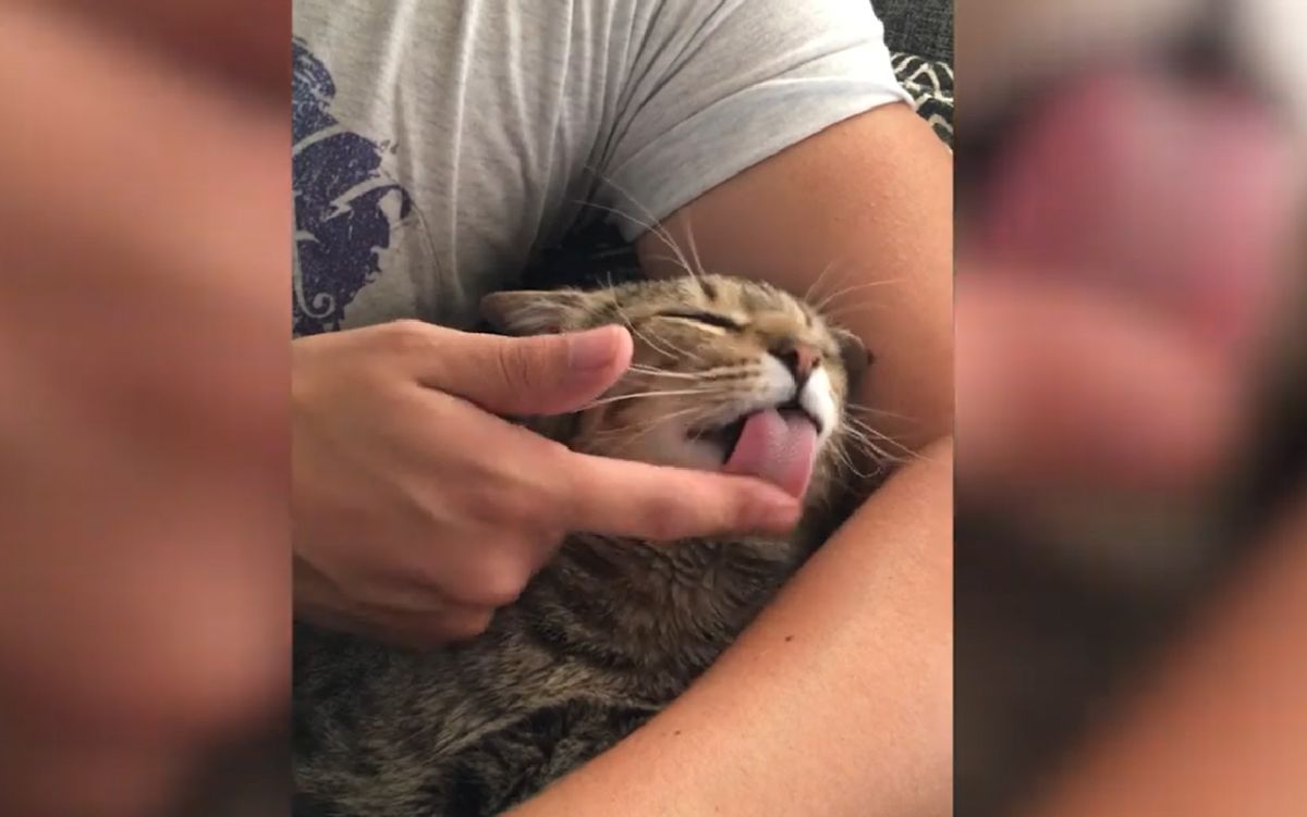 ▲貓咪被摸頭前，要先舔過人類的手指。（圖／Youtube＠ Caters Clips） 