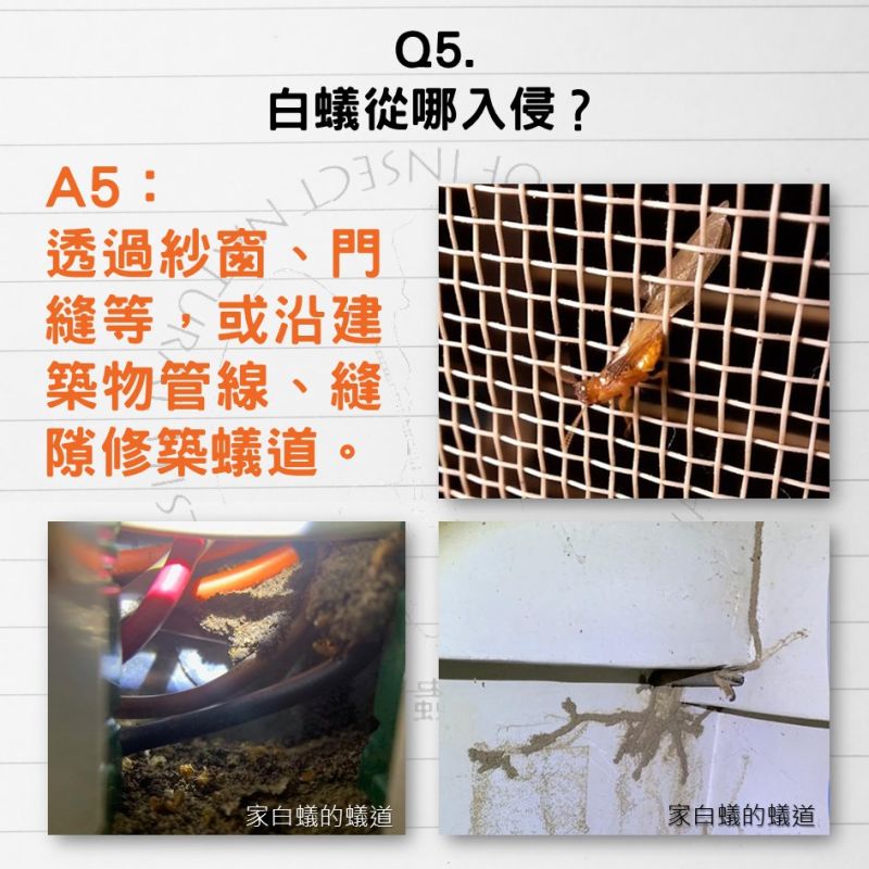▲(圖/翻攝自《台灣昆蟲同好會》)
