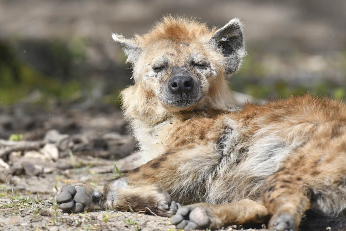 ▲辛巴威9歲男童柯馬薩納因為遭到鬣狗攻擊嚴重受傷，被送至南非進行面部重建手術。示意圖，非當事狗。（圖／美聯社／達志影像）