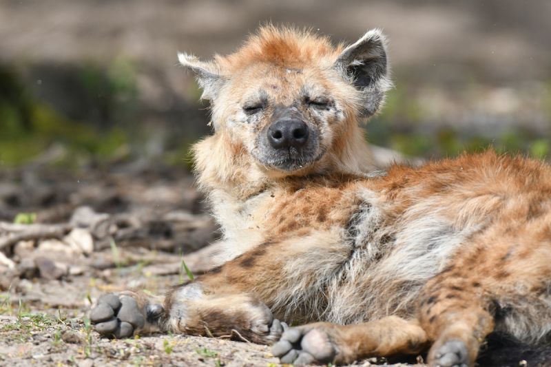 遭鬣狗咬掉左眼鼻子　辛巴威9歲童赴南非接受手術
