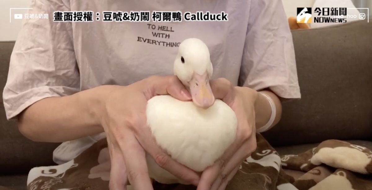 ▲可愛的寵物鴨，被主人秒變「愛心鴨胸」。（圖／豆唬&奶鬧 柯爾鴨 Callduck     授權）