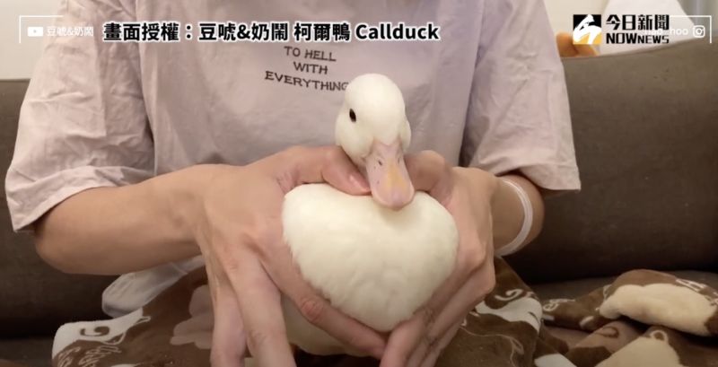 ▲全身純白的寵物鴨,外表呆萌可愛。(圖/豆唬&奶鬧