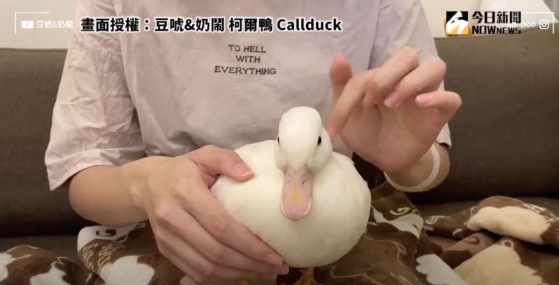 ▲寵物鴨的反應相當乖巧。(圖/豆唬&奶鬧