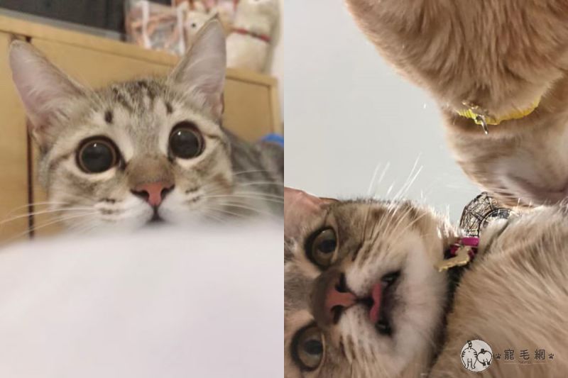 ▲蕭小姐發現手機相簿中有很多自家貓咪的照片，可這些都不是她照的！（圖／網友Yong Xin Hsiao授權提供） 