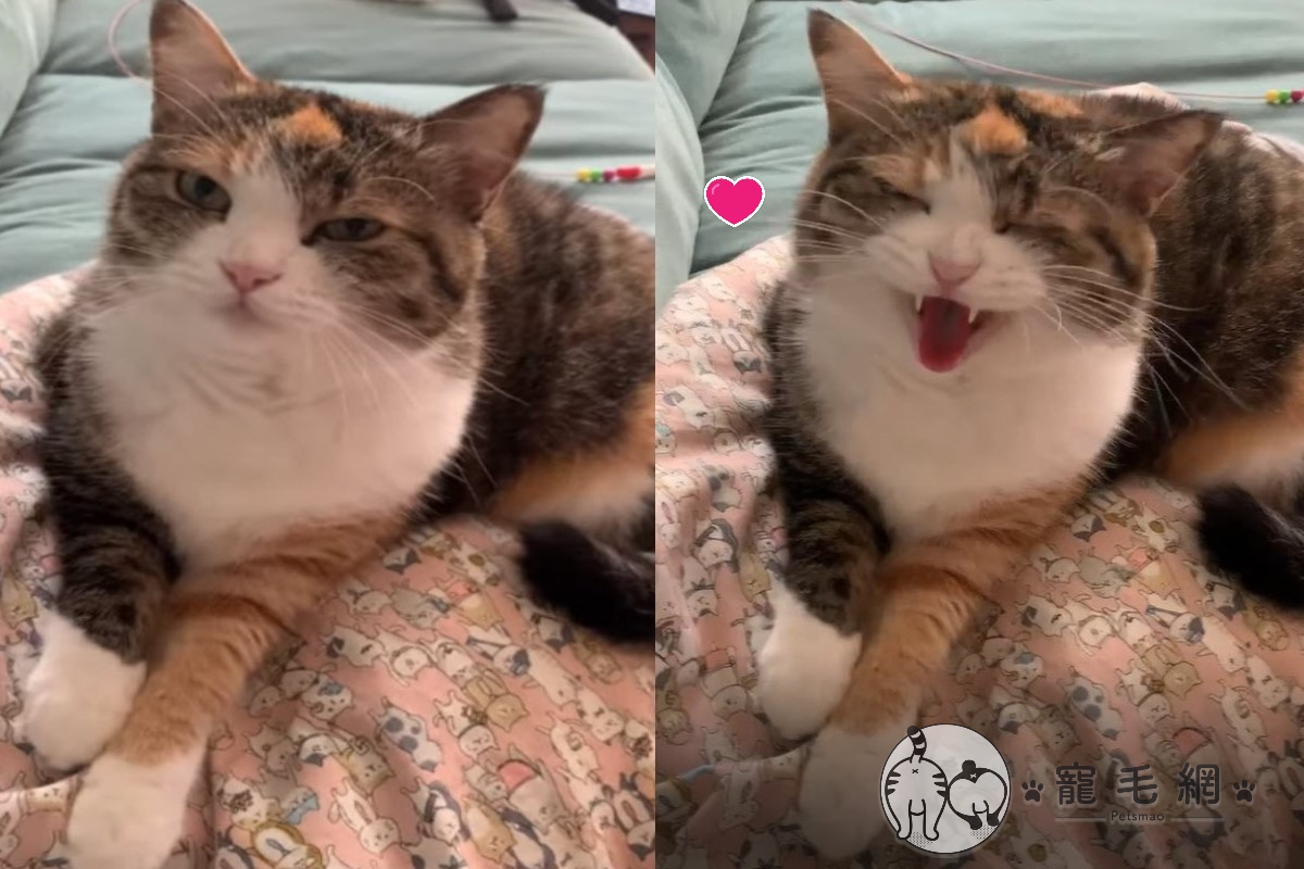 ▲網友家的三花貓「Miko」竟然能跟奴才一起合唱！（圖／粉專YA玩音樂授權提供）