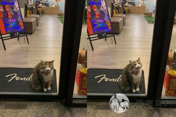 ▲平時Miko會到馬麻Allie經營的店裡當店貓，負責招攬客人。（圖／粉專YA玩音樂授權提供）