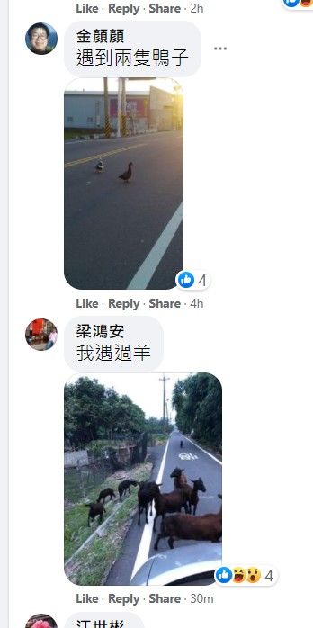 ▲其中一位網友貼出被兩隻鴨子擋路的畫面,而另一位更倒楣的被一群綿羊擋路,完全無法通行。(圖/擷取自爆廢公社公開版)