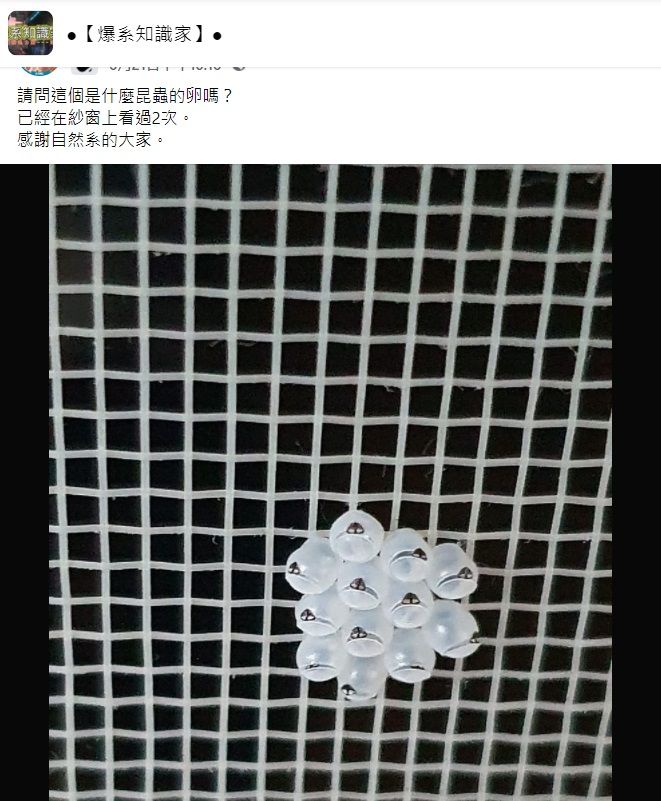▲近日有男網友透露,他在家中紗窗上驚見詭異的「透明塑膠球」,且整齊排列共有12顆,讓他不解地請益網友「這個是什麼昆蟲的卵嗎?」釣出內行解答。(圖/翻攝自臉書社團「爆系知識家」)